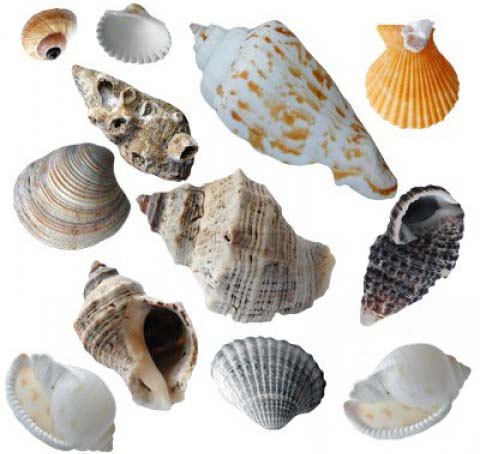 ракушки фото