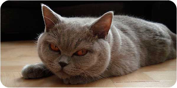британская кошка кошка фото