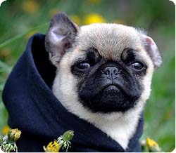 mops-5