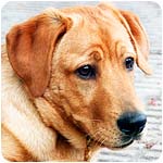 собака собака фото