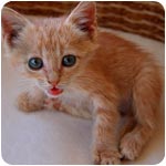 котенок в доме котенок в доме фото