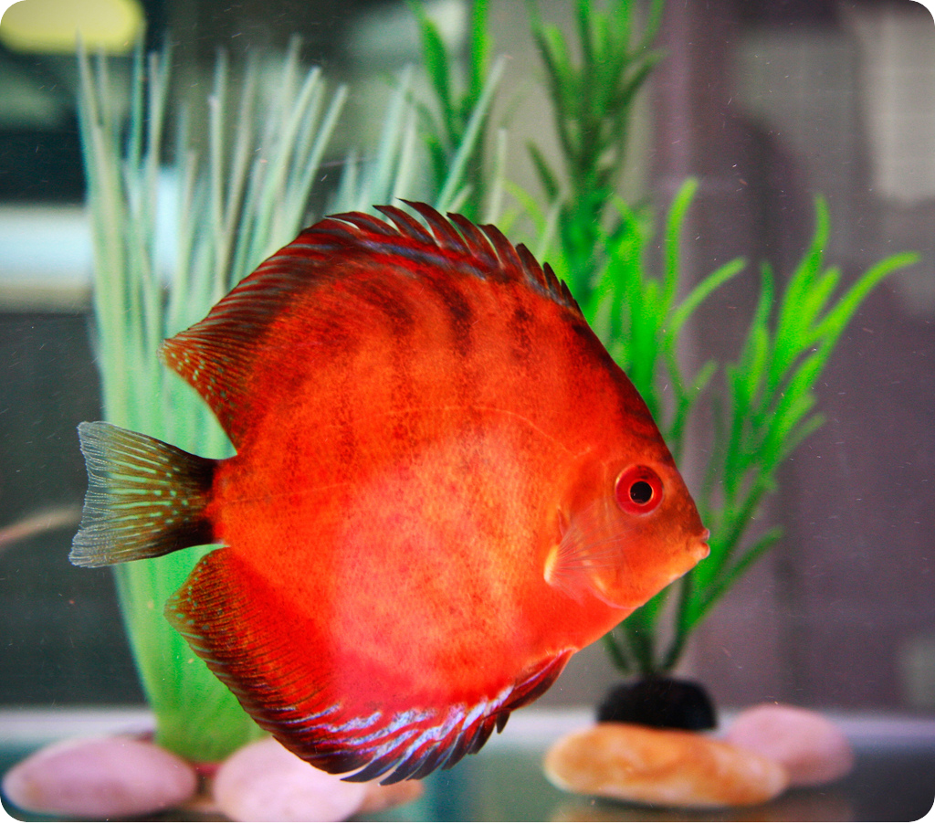 дискус фото